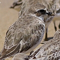 Siberian Sand Plover with new tertiaries<br />Canon EOS 7D + EF400 F5.6L